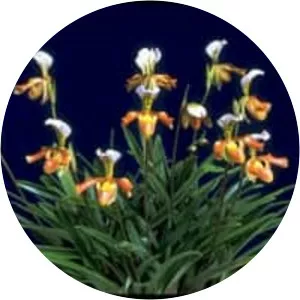 Paphiopedilum gratrixianum - Plants