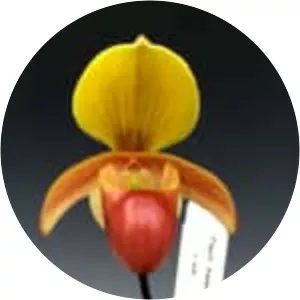 Paphiopedilum helenae