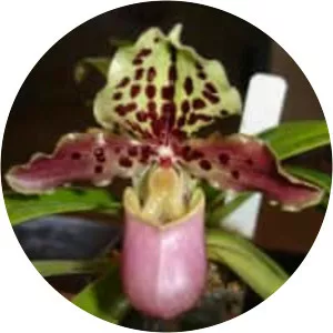 Paphiopedilum henryanum