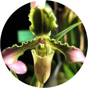 Paphiopedilum hirsutissimum