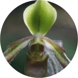 Paphiopedilum hookerae