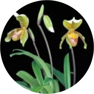Paphiopedilum insigne