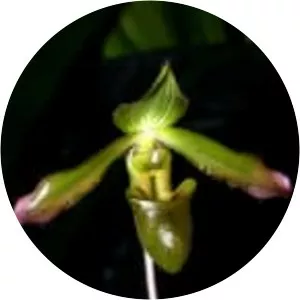 Paphiopedilum javanicum