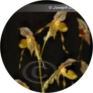 Paphiopedilum kolopakingii