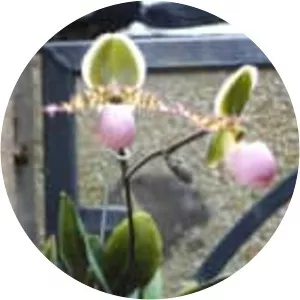 Paphiopedilum liemianum