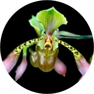 Paphiopedilum lowii