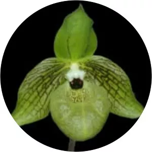 Paphiopedilum malipoense