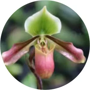 Paphiopedilum mastersianum