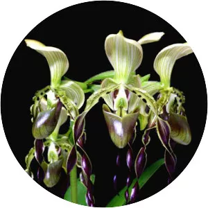 Paphiopedilum parishii - Plants