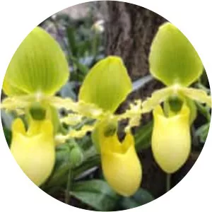 Paphiopedilum primulinum