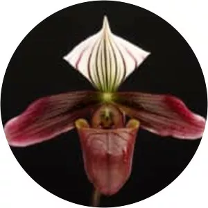 Paphiopedilum purpuratum