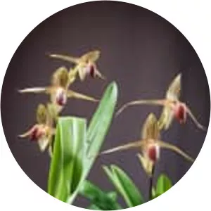 Paphiopedilum rothschildianum