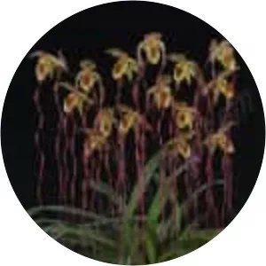 Paphiopedilum sanderianum