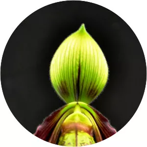 Paphiopedilum sangii