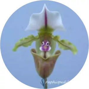 Paphiopedilum spicerianum