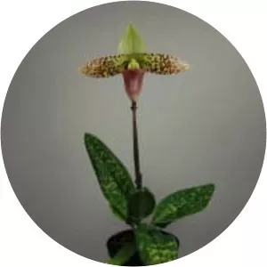 Paphiopedilum sukhakulii