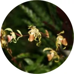 Paphiopedilum supardii