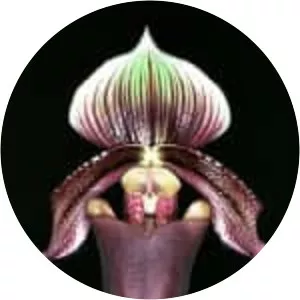 Paphiopedilum superbiens
