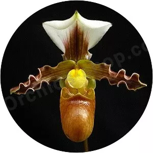 Paphiopedilum tranlienianum