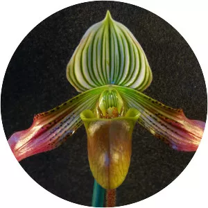 Paphiopedilum urbanianum