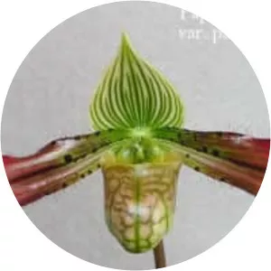 Paphiopedilum venustum