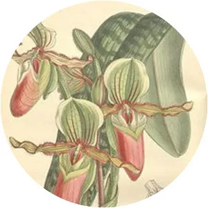 Paphiopedilum victoria-mariae