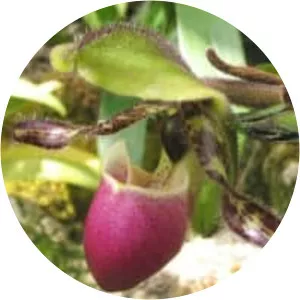 Paphiopedilum victoria-regina