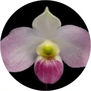 Paphiopedilum vietnamense