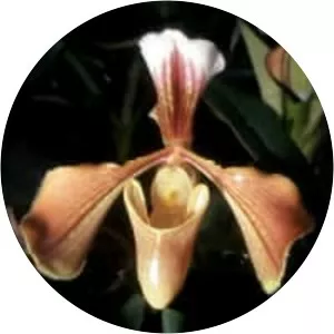 Paphiopedilum villosum