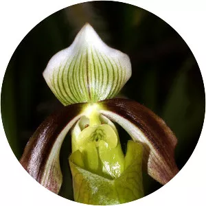 Paphiopedilum violascens