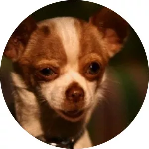 Papi Jr. - Fictional character