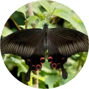 Papilio helenus
