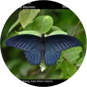 Papilio memnon - 