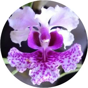 Papilionanthe hookeriana - 