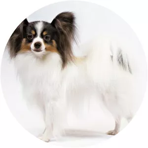 Papillon dog