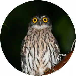 Papuan hawk-owl