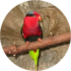 Papuan lorikeet (Papua lorisi)