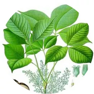 Pará rubber tree - Plants