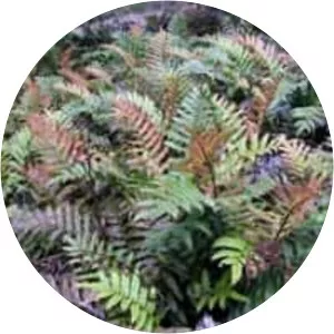 Parablechnum wattsii - 