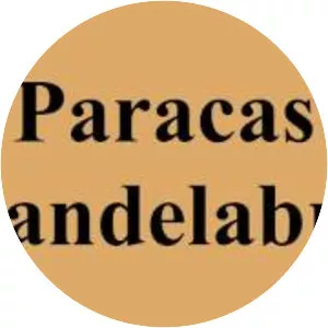 Paracas Candelabra - 