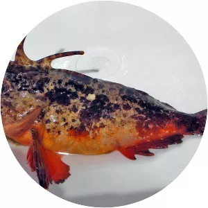 Paracentropogon rubripinnis