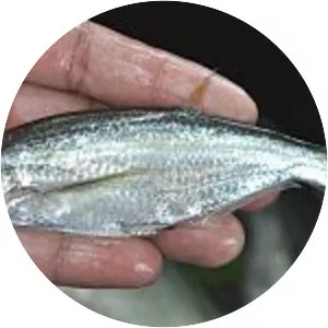 Parachela oxygastroides