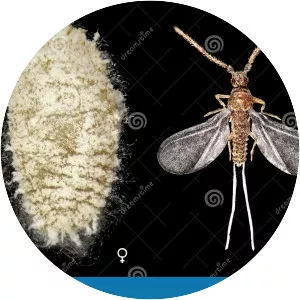 Paracoccus marginatus