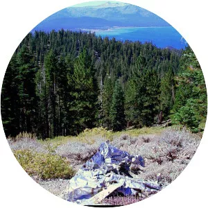 Paradise Airlines Flight 901A