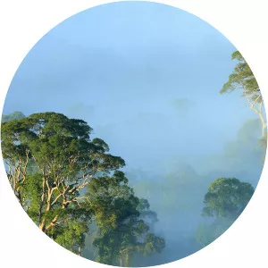 Paradise IslandsSince 2017