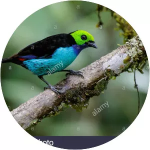 Paradise tanager