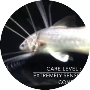 Paradise threadfin - 