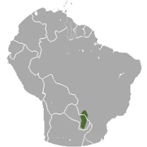 Paraguayan fat-tailed mouse opossum