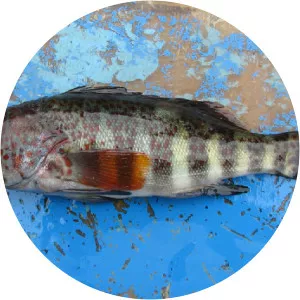 Paralabrax humeralis - 