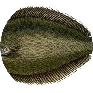 Paralichthys orbignyanus - 